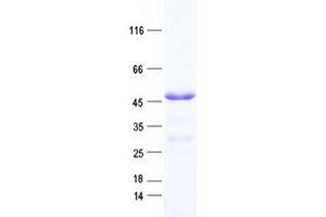 Validation with Western Blot