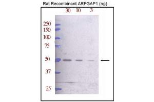Western Blotting (WB) image for anti-ADP-Ribosylation Factor GTPase Activating Protein 1 (ARFGAP1) (AA 377-406), (C-Term) antibody (ABIN388996)