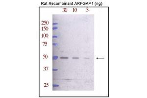 Western blot analysis of ARFG Antibody (C-term) (ABIN388996 and ABIN2839226) against rat recombinant ARFG (30, 10, and 3 ng/lane, left to right). (ARFGAP1 抗体  (C-Term))