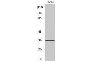 Western Blotting (WB) image for anti-Olfactory Receptor, Family 5, Subfamily M, Member 11 (OR5M11) (C-Term) antibody (ABIN3176622) (OR5M11 抗体  (C-Term))