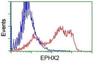 HEK293T cells transfected with either RC202489 overexpress plasmid (Red) or empty vector control plasmid (Blue) were immunostained by anti-EPHX2 antibody (ABIN2452992), and then analyzed by flow cytometry. (EPHX2 抗体)