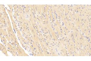 Detection of BNP in Mouse Cardiac Muscle Tissue using Polyclonal Antibody to Brain Natriuretic Peptide (BNP) (BNP 抗体  (AA 77-121))