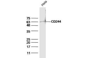 HeLa cell lysates probed with Anti-CD244(Tyr271) Polyclonal Antibody, Unconjugated  at 1:5000 for 90 min at 37˚C.