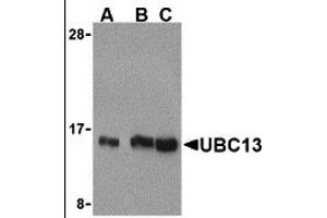 Western Blotting (WB) image for anti-Ubiquitin-Conjugating Enzyme E2N (UBE2N) (C-Term) antibody (ABIN1030789) (UBE2N 抗体  (C-Term))