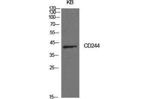 Western Blot (WB) analysis of KB cells using CD244 Polyclonal Antibody. (2B4 抗体  (Internal Region))