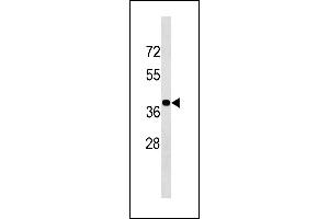 BLVRA Antibody (Center Y83) (ABIN1881115 and ABIN2843340) western blot analysis in K562 cell line lysates (35 μg/lane). (Biliverdin Reductase 抗体  (AA 61-89))