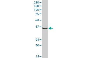 AKR7A2 MaxPab rabbit polyclonal antibody. (AKR7A2 抗体  (AA 1-330))