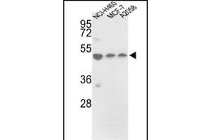 Western blot analysis of PDIA6 Antibody (Center ) (ABIN390609 and ABIN2840921) in NCI-, MCF-7,  cell line lysates (35 μg/lane). (PDIA6 抗体  (AA 236-264))
