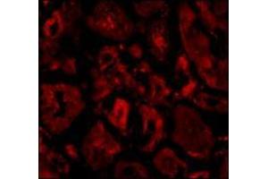 Immunofluorescence of Ski in human kidney tissue with this product at 20 μg/ml. (SKIP (C-Term) 抗体)
