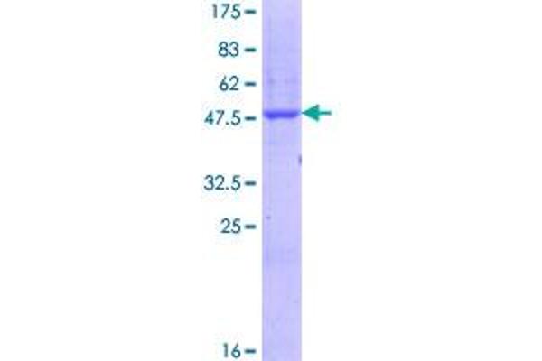 SCN1B Protein (AA 1-218) (GST tag)