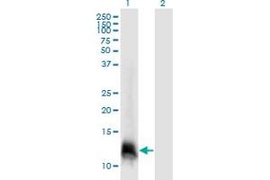 Western Blot analysis of ELOF1 expression in transfected 293T cell line by ELOF1 monoclonal antibody (M06), clone 4F6. (ELOF1 抗体  (AA 1-83))