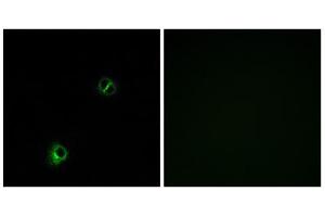 Immunofluorescence analysis of A549 cells, using FZD9 antibody. (FZD9 抗体  (C-Term))