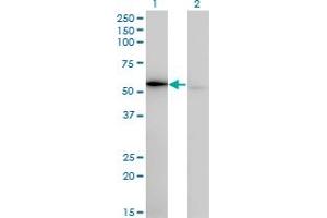 Western Blot analysis of WARS expression in transfected 293T cell line by WARS monoclonal antibody (M02), clone 3A12. (WARS 抗体  (AA 50-149))