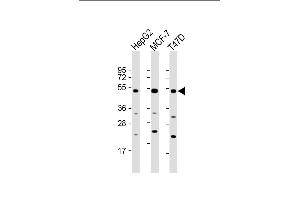 All lanes : Anti-SLC9A3R1 Antibody (Center) at 1:2000 dilution Lane 1: HepG2 whole cell lysate Lane 2: MCF-7 whole cell lysate Lane 3: T47D whole cell lysate Lysates/proteins at 20 μg per lane. (SLC9A3R1 抗体  (AA 168-197))