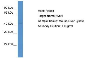 Host: Rabbit Target Name: WNT1 Sample Tissue: Mouse Liver Antibody Dilution: 1ug/ml (WNT1 抗体  (C-Term))