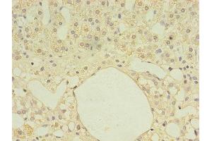 Immunohistochemistry of paraffin-embedded human adrenal gland tissue using ABIN7161027 at dilution of 1:100 (Ferredoxin Reductase 抗体  (AA 33-451))