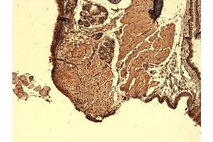 Immunohistochemistry (IHC) image for anti-Solute Carrier Family 5 (Sodium/iodide Cotransporter), Member 5 (SLC5A5) (AA 468-643) antibody (Biotin) (ABIN2484440)