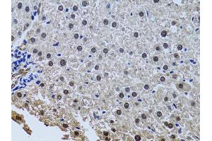 Immunohistochemistry of paraffin-embedded rat liver using SIN3A antibody. (SIN3A 抗体)