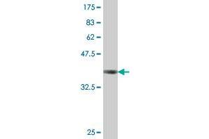 Western Blot detection against Immunogen (38. (Mu Opioid Receptor 1 抗体  (AA 1-110))