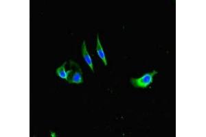 Immunofluorescent analysis of Hela cells using ABIN7155180 at dilution of 1:100 and Alexa Fluor 488-congugated AffiniPure Goat Anti-Rabbit IgG(H+L) (Fc epsilon RI/FCER1A 抗体  (AA 26-205))