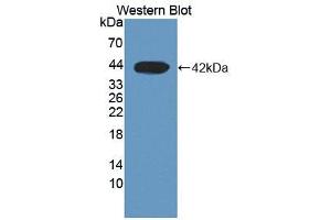 Western blot analysis of the recombinant protein. (DHODH 抗体  (AA 35-392))
