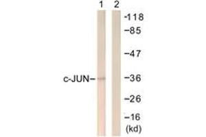 Western Blotting (WB) image for anti-Jun Proto-Oncogene (JUN) (AA 221-270) antibody (ABIN2888807) (C-JUN 抗体  (AA 221-270))