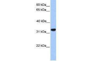 Western Blotting (WB) image for anti-Calcium Channel, Voltage-Dependent, gamma Subunit 4 (CACNG4) antibody (ABIN2458134) (CACNG4 抗体)