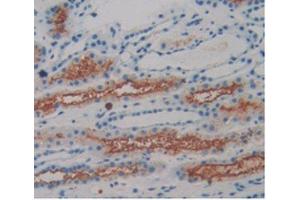 IHC-P analysis of Human Kidney Tissue, with DAB staining. (Amphiregulin 抗体  (AA 20-100))
