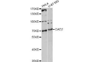 Western blot analysis of extracts of various cell lines, using GAD2 antibody. (GAD65 抗体)