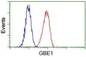 Image no. 2 for anti-Glucan (1,4-alpha-), Branching Enzyme 1 (GBE1) antibody (ABIN1498395) (GBE1 抗体)