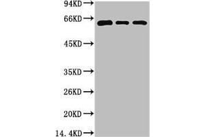 Western blot analysis of 1) 293T Cell Lysate, 2) C2C12 Cell Lysate, 3) Rat Brain Tissue Lysate using Beclin-1 Mouse mAb diluted at 1:2000. (Beclin 1 抗体)
