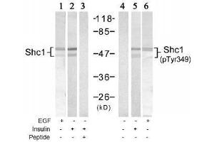 Image no. 1 for anti-SHC (Src Homology 2 Domain Containing) Transforming Protein 1 (SHC1) (pTyr349) antibody (ABIN197085) (SHC1 抗体  (pTyr349))
