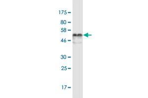 Western Blot detection against Immunogen (53. (Elastase 3B 抗体  (AA 19-270))