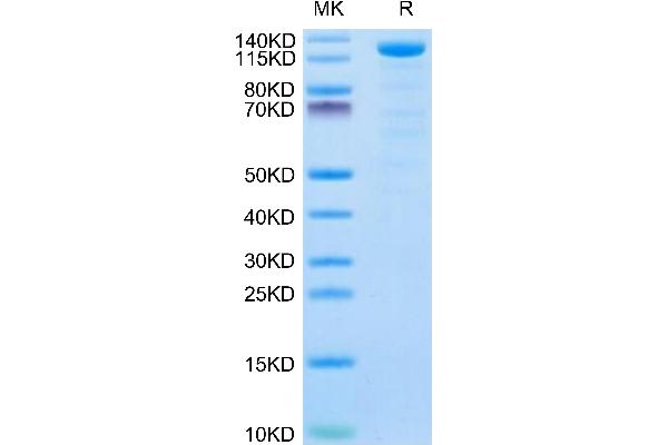 Klotho beta Protein (KLB) (AA 53-994) (His tag)