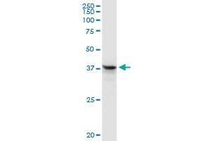 Western Blotting (WB) image for anti-Fas Apoptotic Inhibitory Molecule 3 (FAIM3) (AA 1-390) antibody (ABIN522668)