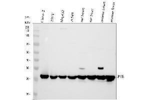 Western blot analysis of Prohibitin/PHB using anti-Prohibitin/PHB antibody (ABIN7599170).