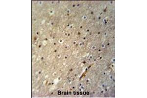 ACTL6B Antibody (N-term) (ABIN651520 and ABIN2840276) immunohistochemistry analysis in formalin fixed and paraffin embedded human brain tissue followed by peroxidase conjugation of the secondary antibody and DAB staining.
