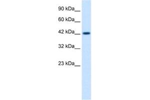 Western Blotting (WB) image for anti-Zona Pellucida Glycoprotein 3 (ZP3) antibody (ABIN2461230) (Zona Pellucida Glycoprotein 3 抗体)