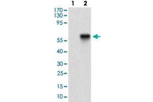 Western blot analysis of Lane 1: Negative control [HEK293 cell lysate]; Lane 2: Over-expression lysate [TIE1 (AA: 385-607)-hIgGFc transfected HEK293 cells] with TIE1 monoclonal antibody, clone 8D12B10  at 1:500-1:2000 dilution.