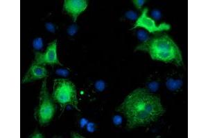 Anti-BECN1 mouse monoclonal antibody (ABIN2454372) immunofluorescent staining of COS7 cells transiently transfected by pCMV6-ENTRY BECN1 (RC201629). (Beclin 1 抗体)