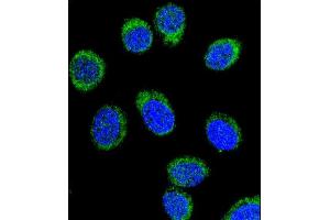 Confocal immunofluorescent analysis of SERPINC1 Antibody (C-term) (ABIN390671 and ABIN2840966) with 293 cell followed by Alexa Fluor® 488-conjugated goat anti-rabbit lgG (green). (SERPINC1 抗体  (C-Term))