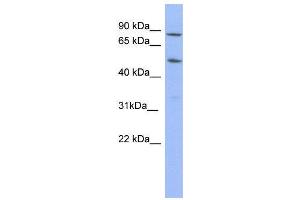 WB Suggested Anti-TRIM10  Antibody Titration: 0. (TRIM10 抗体  (N-Term))