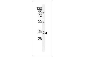 BCA3 Antibody (N-term) (ABIN654052 and ABIN2843954) western blot analysis in NCI- cell line lysates (35 μg/lane). (AKIP1 抗体  (N-Term))