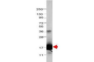 Western blot using  Protein-A Purified anti-bovine IL-1F5 antibody shows detection of recombinant bovine IL-1F5 at 17. (FIL1d 抗体)