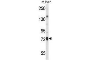 Western blot analysis of CHAT Antibody (N-term) in mouse liver tissue lysates (35µg/lane). (Choline Acetyltransferase 抗体  (N-Term))