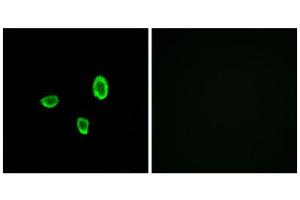 Immunofluorescence analysis of A549 cells, using OR10G7 antibody. (OR10G7 抗体  (C-Term))