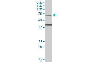 WASF3 MaxPab polyclonal antibody. (WASF3 抗体  (AA 1-499))
