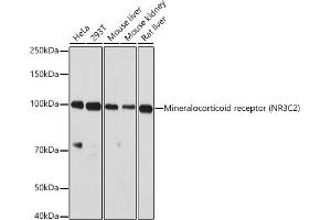 Western blot analysis of extracts of various cell lines, using Mineralocorticoid receptor (NR3C2) antibody (ABIN1681109, ABIN3017672, ABIN3017673 and ABIN6220207) at 1:1000 dilution. (NR3C2 抗体  (C-Term))