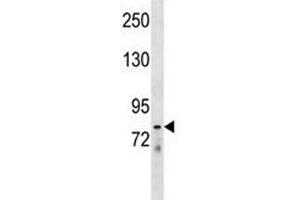 LOXL4 antibody western blot analysis in mouse liver tissue lysate. (LOXL4 抗体  (AA 575-603))