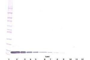 Image no. 1 for anti-Chemokine (C-X-C Motif) Ligand 12 (CXCL12) antibody (ABIN465703) (CXCL12 抗体)